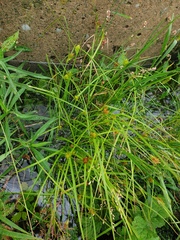 Carex sychnocephala