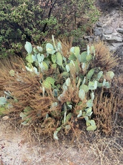 Opuntia engelmannii
