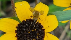 Sparnopolius confusus