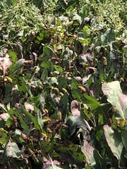 Anemopsis californica