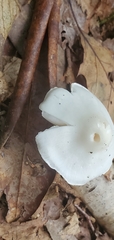 Volvariella bombycina