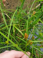 Carex sychnocephala