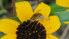 Sparnopolius confusus