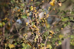 Petalostigma pubescens