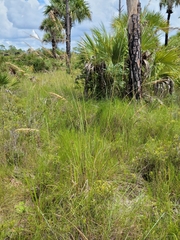 Sorghastrum secundum