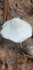 Volvariella bombycina
