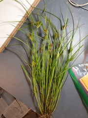 Carex sychnocephala