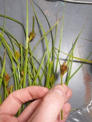 Carex sychnocephala