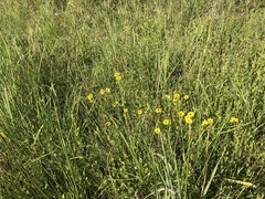 Coreopsis integrifolia