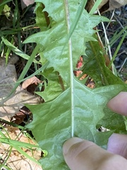 Crepidinae