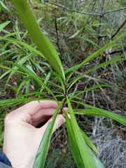 Toronia toru