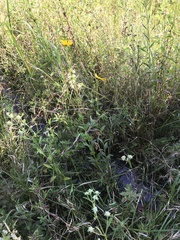 Coreopsis integrifolia