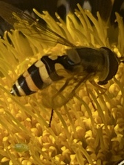 Syrphini