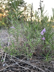 Hedeoma reverchonii