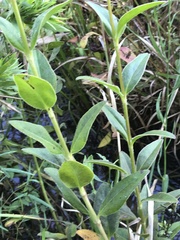 Coreopsis integrifolia