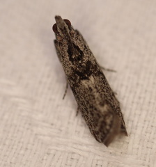 Sciota melanostyla