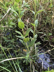 Coreopsis integrifolia
