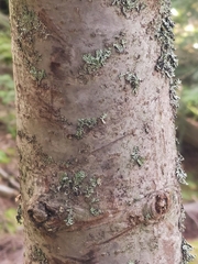 Abies alba