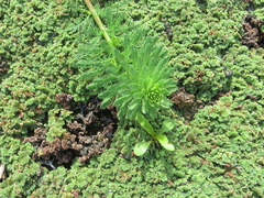Myriophyllum aquaticum