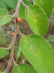 Trema micrantha floridana