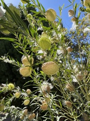 Gomphocarpus physocarpus