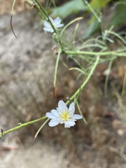 Malacothrix saxatilis