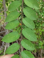 Trema micrantha floridana
