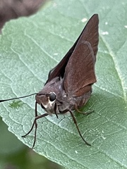 Asbolis capucinus