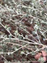 Brickellia californica