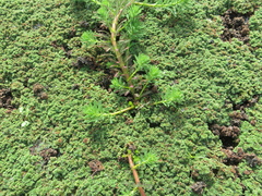 Myriophyllum aquaticum