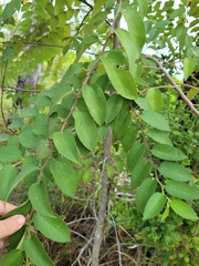 Trema micrantha floridana