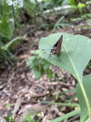 Asbolis capucinus