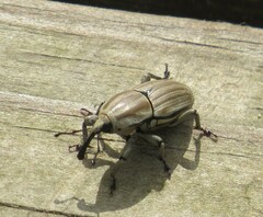 Sphenophorus aequalis