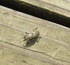 Sphenophorus aequalis