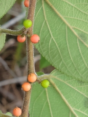 Trema micrantha floridana