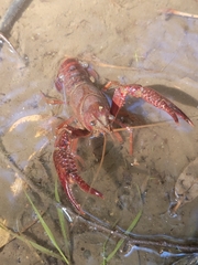 Procambarus clarkii