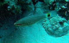 Cheilodipterus lachneri