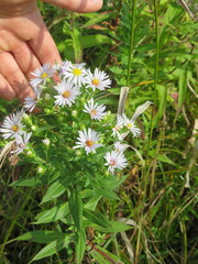 Symphyotrichum firmum
