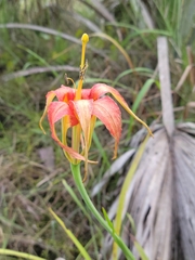 Lilium catesbaei