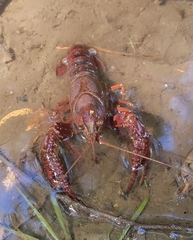 Procambarus clarkii