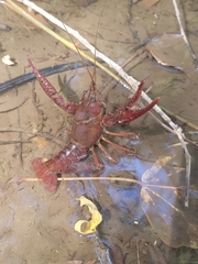 Procambarus clarkii