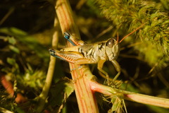 Melanoplus lakinus