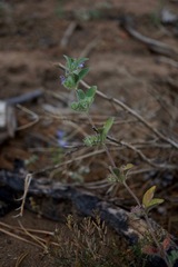 Trichostema oblongum