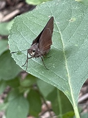 Asbolis capucinus
