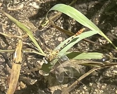 Erpetogomphus designatus