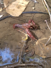 Procambarus clarkii