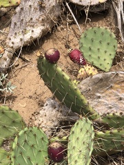Opuntia littoralis