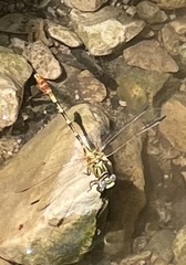 Erpetogomphus designatus