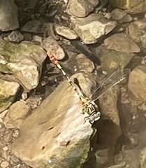 Erpetogomphus designatus