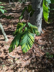 Litylenchus crenatae